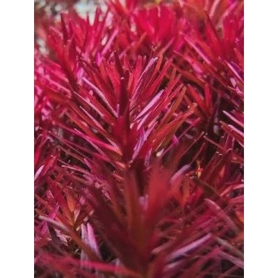 Rotala blood red Singapore – Sleviste.cz
