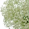 Květina GYPSOPHILA XLENCE 80cm/35g