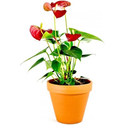 Gardners Anthurium andraeanum červená, průměr 12 cm Anturie, Toulitka, Prasečí ocásek – Hledejceny.cz