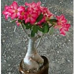 Adenium obesum Ruby "Pouštní růže" – Zboží Dáma