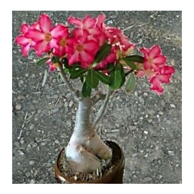 Adenium obesum Ruby "Pouštní růže" – Zboží Dáma