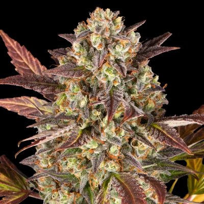 Barney's Farm Amnesia Haze AUTO semena neobsahují THC 3 ks – Zboží Dáma
