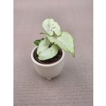 Syngonium White Butterfly mini – Hledejceny.cz