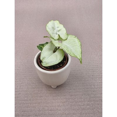 Syngonium White Butterfly mini – Hledejceny.cz