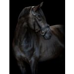 Catago Uzdečka Torina černá – Zboží Dáma