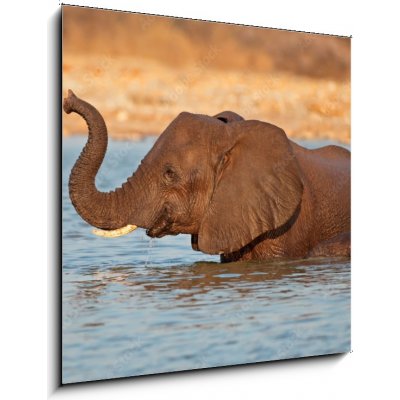 Obraz 1D - 50 x 50 cm - Elephant in water, Etosha National Park Slon ve vodě, národní park Etosha – Zboží Mobilmania