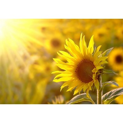 WEBLUX 17477297 Fototapeta papír Sunflower on a meadow in the light of the setting sun Slunečnice na louce ve světle zapadajícího slunce rozměry 184 x 128 cm – Zboží Mobilmania