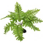 Repti planet Rostlina kapradí Nephrolepis 20 cm – Hledejceny.cz