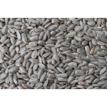 MJM agro Slunečnice -10 kg – Zboží Dáma