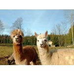 Procházka s Lamou na Šumavě, 1 - 5 osob, 2 hodiny – Hledejceny.cz