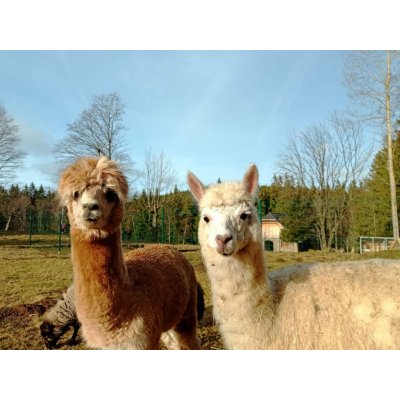 Procházka s Lamou na Šumavě, 1 - 5 osob, 2 hodiny – Hledejceny.cz