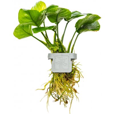 Anubias barteri coin Leaf – Zbozi.Blesk.cz