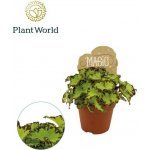 Begonia Magic Colours Jive - ø8cm – Zbozi.Blesk.cz