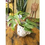 Rhapidophora Tetrasperma, rychle rostoucí šplhavka – Hledejceny.cz