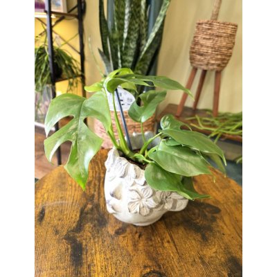 Rhapidophora Tetrasperma, rychle rostoucí šplhavka – Hledejceny.cz