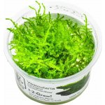 Vesicularia montagnei – Sleviste.cz