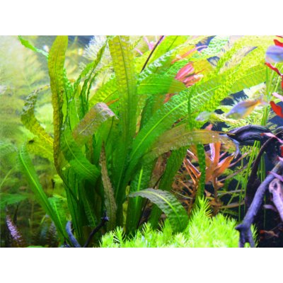 Aponogeton bolivianus – Zboží Dáma