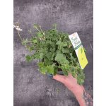 Pelargonium graveolens jablko – Zboží Dáma