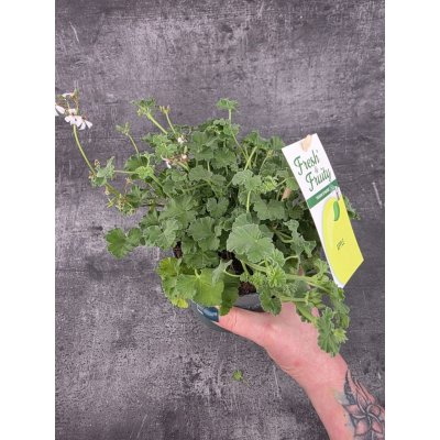 Pelargonium graveolens jablko – Zboží Dáma