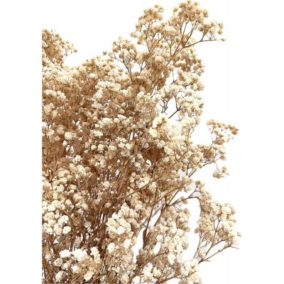 Nevěstin závoj/stabilizovaná Gypsophila svazek/kytice SMETANOVÁ 45g – Zboží Dáma