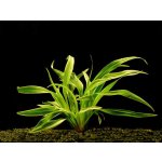 Chlorophytum bichetii - Zelenec bichetův – Zboží Dáma