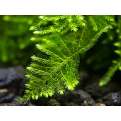 Vesicularia montagnei 7 cm – Zboží Mobilmania