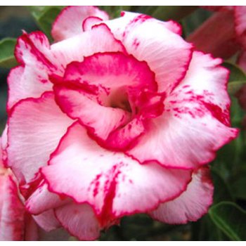 ADENIUM OBESUM LADY GAGA /5 semen/