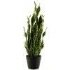 Květina Sansevieria v květináči zlutá/zelená V71 cm