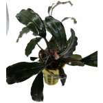 Bucephalandra sp biblis Pink – Zboží Mobilmania