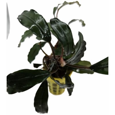 Bucephalandra sp biblis Pink – Zboží Mobilmania