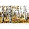 Tapety Komar Vliesová fototapeta Colorful Aspenwoods 450 x 280 cm