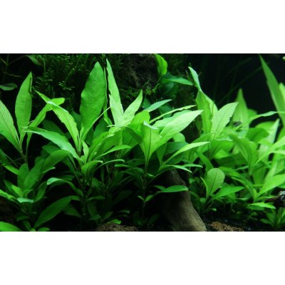 Hygrophila corymbosa Siamensis 53B – Hledejceny.cz