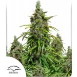 Dutch Passion AUTO Mazar semena neobsahují THC 3 ks – Hledejceny.cz