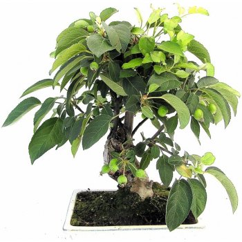 bonsai - jabloň (Malus sp.) 741-M