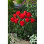 Tulipán 'Red Riding Hood' 5 ks – Zboží Dáma