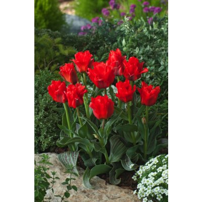 Tulipán 'Red Riding Hood' 5 ks – Zboží Dáma