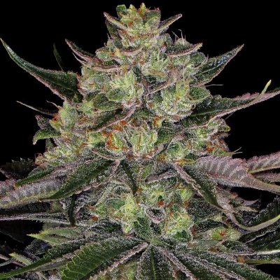 Barney's Farm Gorilla Zkittlez semena neobsahují THC 5 ks – Zboží Dáma