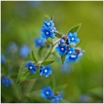 Pilát kapský - Anchusa capensis - osivo pilátu - 10 ks – Hledejceny.cz