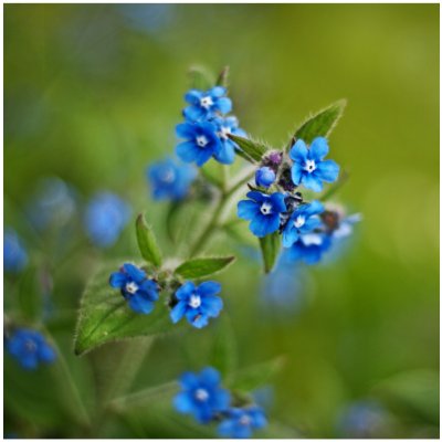 Pilát kapský - Anchusa capensis - osivo pilátu - 10 ks – Hledejceny.cz