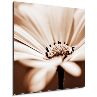 Skleněný obraz 1D - 50 x 50 cm - pretty daisy, shallow depth of field hezká sedmikráska, malá hloubka ostrosti – Zboží Mobilmania