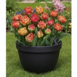 Sadbový set tulipánů Produkty: Tulipán 'Gudoshnik double' – Zboží Dáma