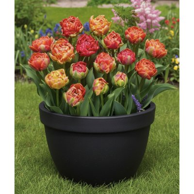 Sadbový set tulipánů Produkty: Tulipán 'Gudoshnik double' – Zboží Dáma