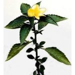 Grešík Damiana list 50 g – Sleviste.cz