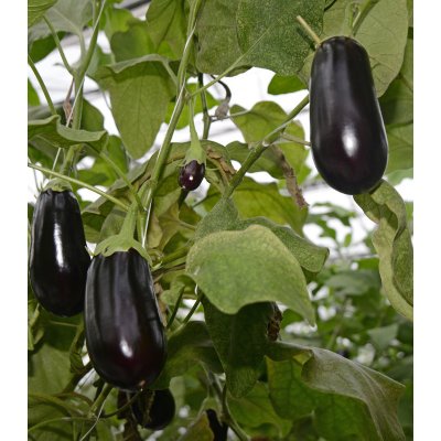 Lilek český raný - Solanum melongena - semena - 100 ks
