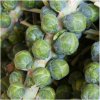 BIO Kapusta růžičková Igor F1 - Brassica oleracea - semena kapusty - 20 ks
