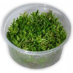 Didiplis diandra - Kalužník dvojmužný – Zboží Dáma