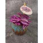 Tradescantia Fluminensi Pink Paradise mini – Zboží Dáma