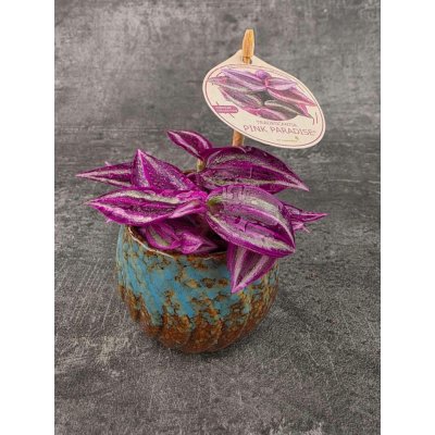 Tradescantia Fluminensi Pink Paradise mini – Zboží Dáma