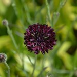 Chrpa černá - Centaurea cyanus - semena - 50 ks – Hledejceny.cz