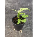 Monstera Frozen Freckles mini (Raritní monstera) – Sleviste.cz